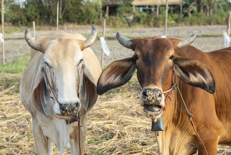Berqurban Kambing atau Sapi?