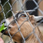 Doa Menyembelih Hewan Qurban