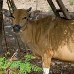 Pengertian, Hukum, Tata Cara, dan Keutamaan Qurban