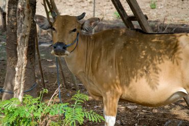 Pengertian, Hukum, Tata Cara, dan Keutamaan Qurban