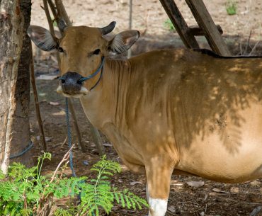 Pengertian, Hukum, Tata Cara, dan Keutamaan Qurban