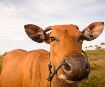 Sejarah Qurban Sejarah Qurban