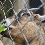 Tata Cara Menyembelih Hewan Qurban