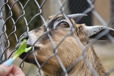 Tata Cara Menyembelih Hewan Qurban