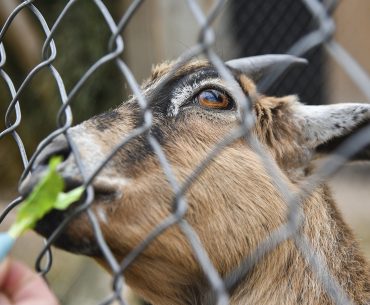 Tata Cara Menyembelih Hewan Qurban