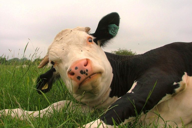 Kumpulan Hadits Shahih Tentang Qurban