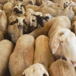 tips memilih hewan qurban 1