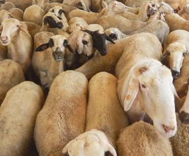 tips memilih hewan qurban 1