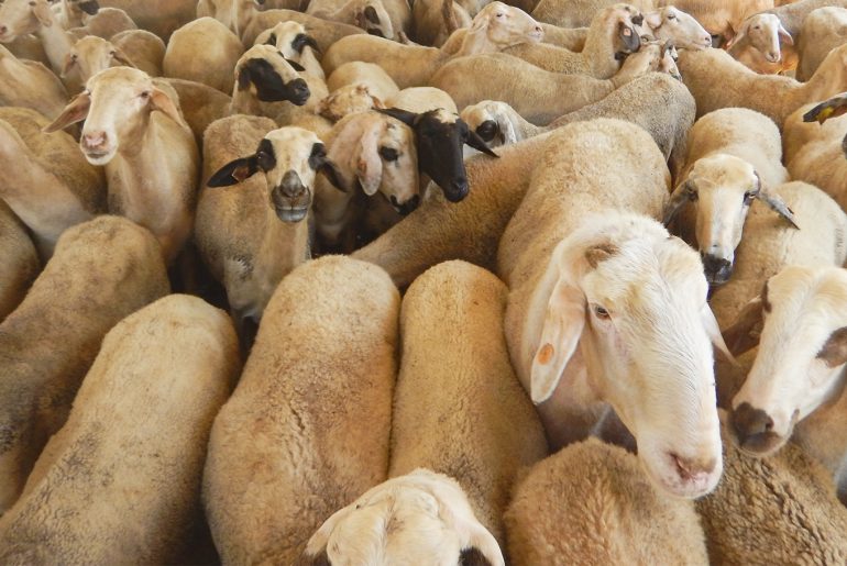 tips memilih hewan qurban 1