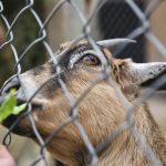 tata cara menyembelih hewan qurban