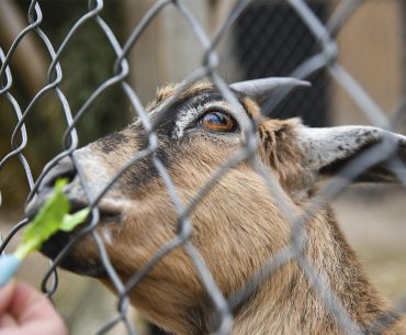 tata cara menyembelih hewan qurban