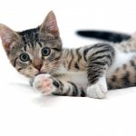 adab manusia terhadap binatang