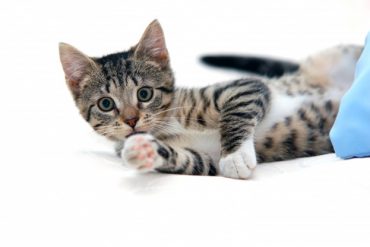 adab manusia terhadap binatang