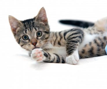 adab manusia terhadap binatang