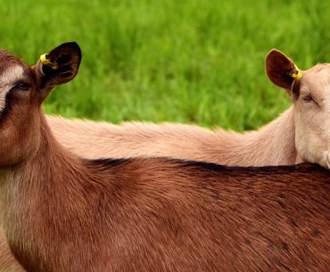 cara rasulullah berakikah