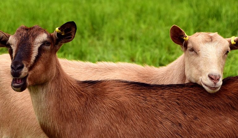 cara rasulullah berakikah