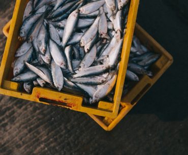 kriteria hewan halal