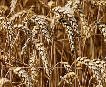 Mahdhah dan Ghairu Mahdhah