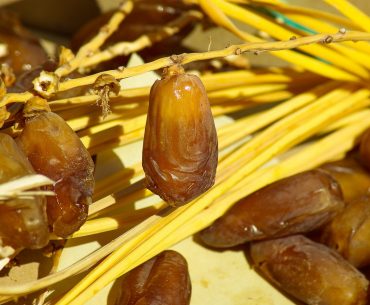 Takjil Kurma, Menu Buka Puasa Terbaik takjil kurma